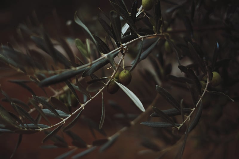 olive tree