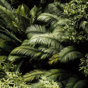 jungle