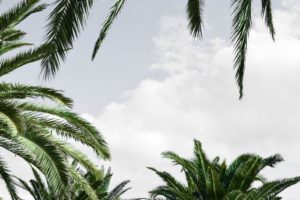 palm trees