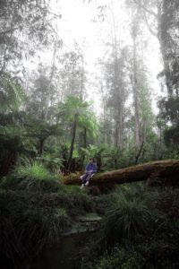 sitting on a tree branch