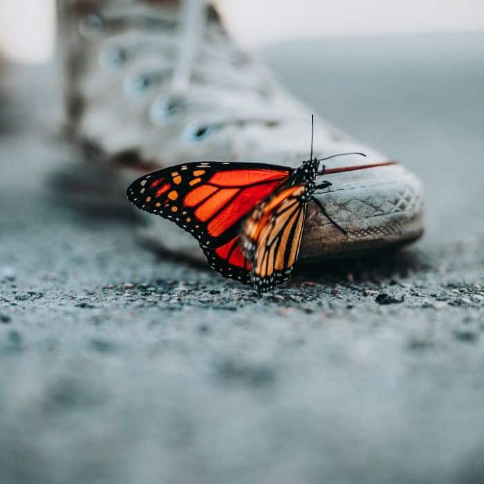 monarch butterfly