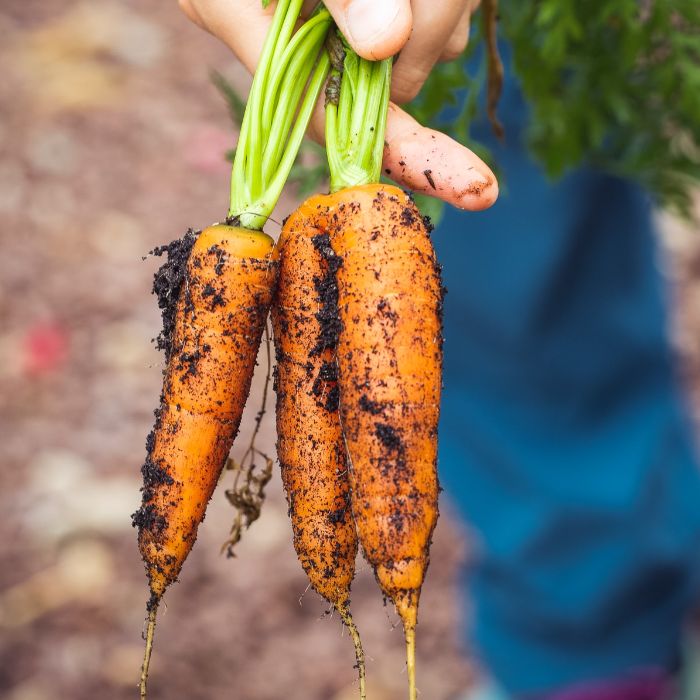 organic carrots